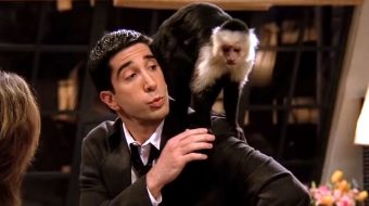 David Schwimmer był zazdrosny… o małpkę? Treser Marcela źle wspomina zachowanie aktora z 