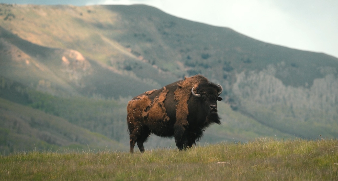 Spin-off "Yellowstone" przypomniał właśnie o tym przedziwnym wątku. Tylko co to wszystko znaczy?